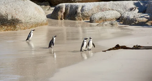 Penguins on the beach