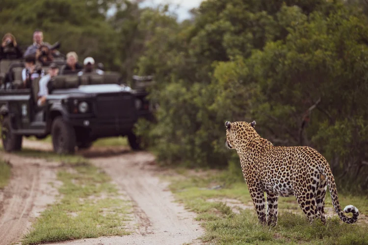 Leopard in the wild